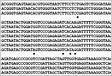 ﻿Seqenciamento da região 16S rDNA de microrganismo d